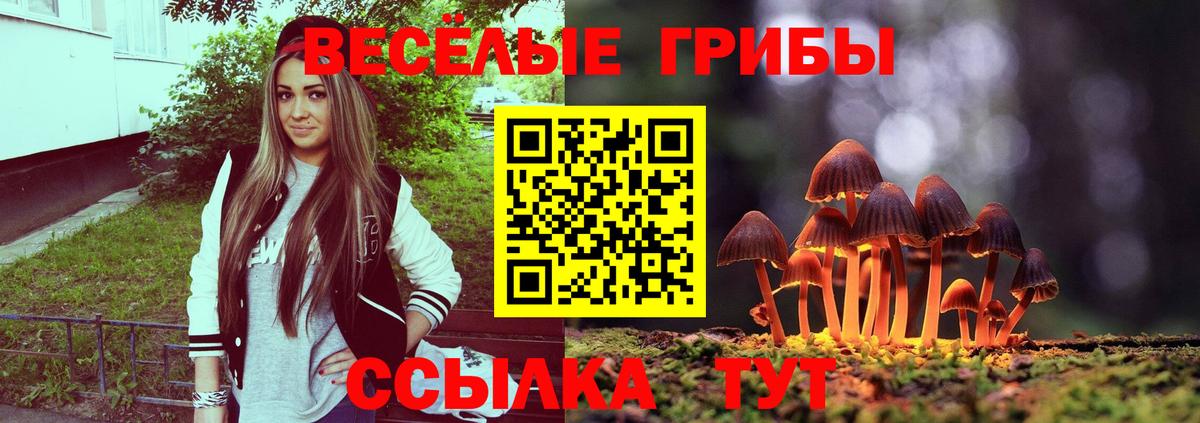 Псилоцибиновые грибы Psilocybine cubensis Светлоград